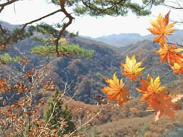 原油实时期货市场新动态与韩红丽最新消息一览