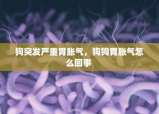 狗突发严重胃胀气，狗狗胃胀气怎么回事 